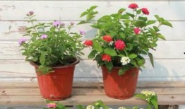 菏泽酒店爆料视频最新版,揭秘惊人内幕，真相令人震惊！